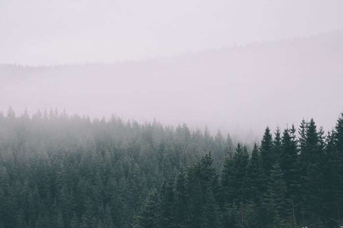 Misty forest with evergreen trees