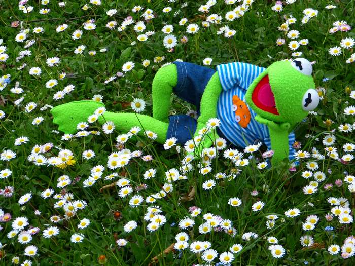Kermit the Frog relaxing in a field of daisies