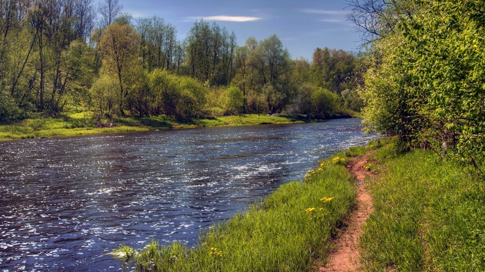 River flowing through a green forest on a sunny day