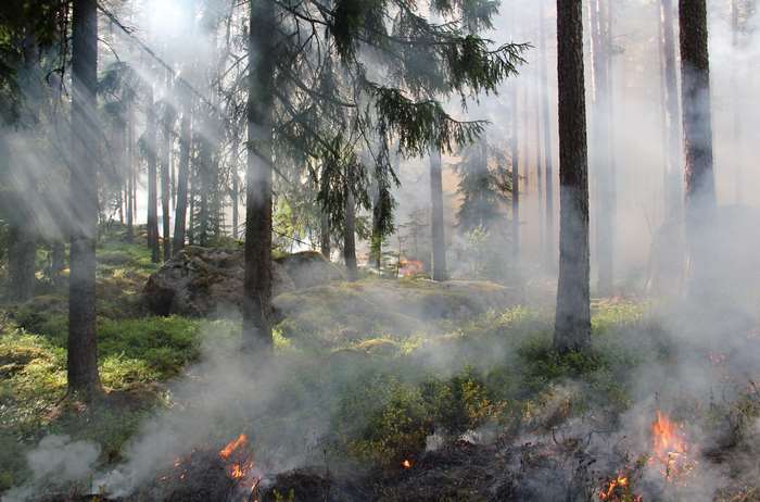 Forest fire with smoke and sunbeams