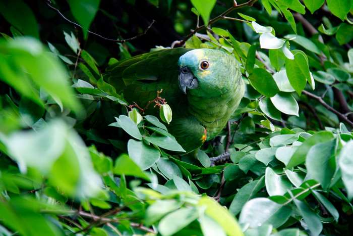 Green parrot camouflaged in jungle leaves