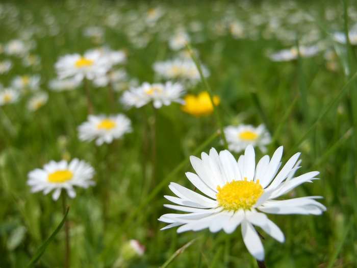 Field of white daisies and green grass 4K