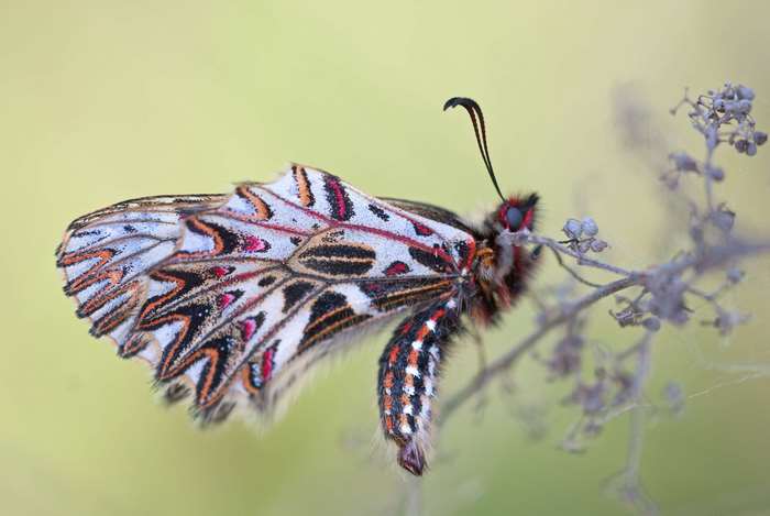Close up of a colorful butterfly on a branch