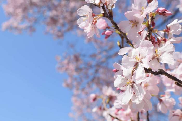 Cherry Blossoms in Bloom