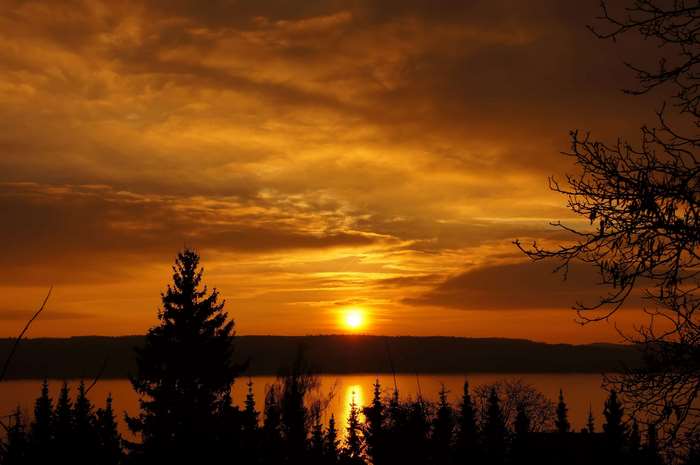 Sunset over a lake with pine trees and branches