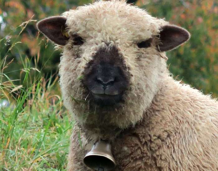 Sheep with a bell in a field