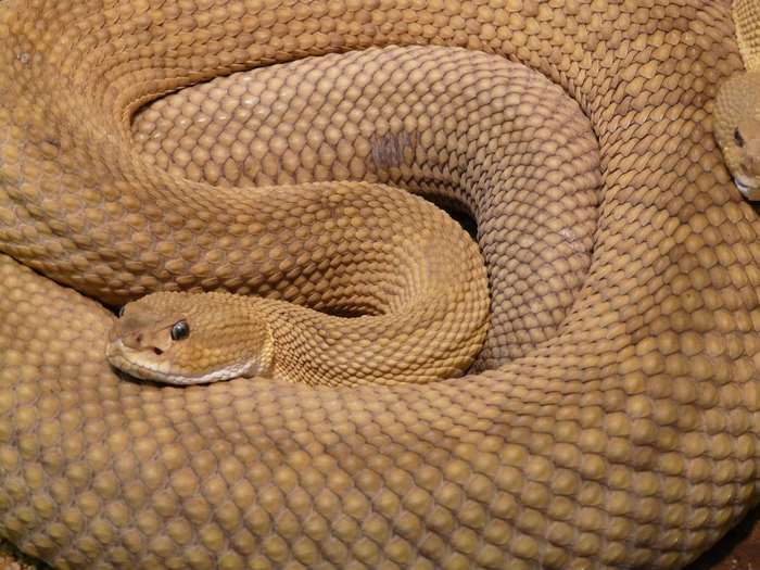 Close-up of a coiled rattlesnake with detailed scales
