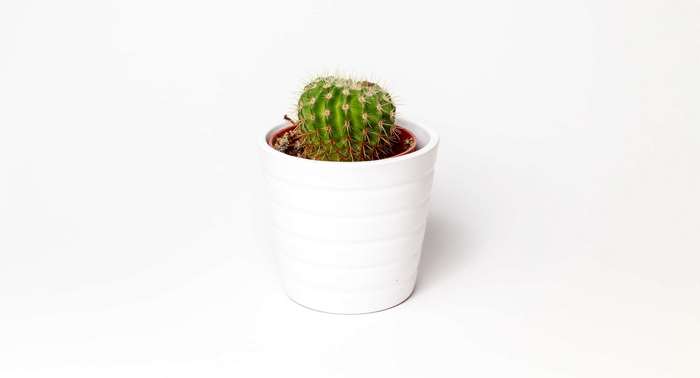 Small cactus in a white pot