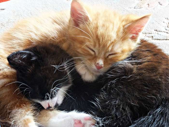 Two kittens sleeping together