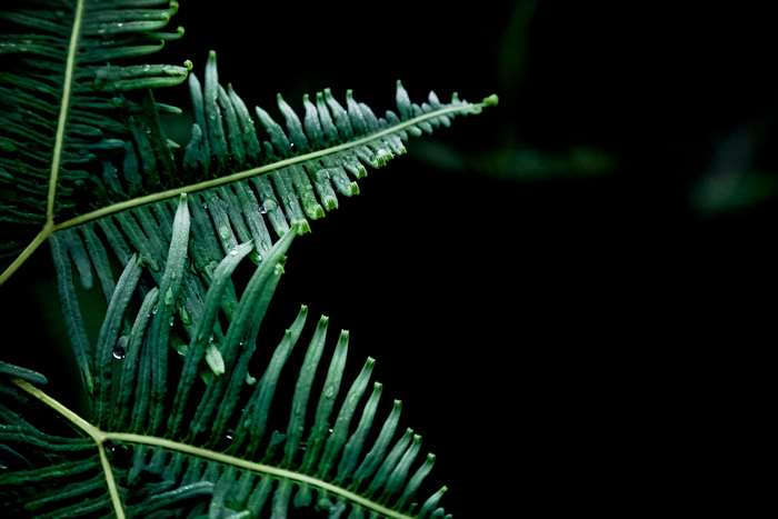 Close-up of wet green fern leaves with dew drops
