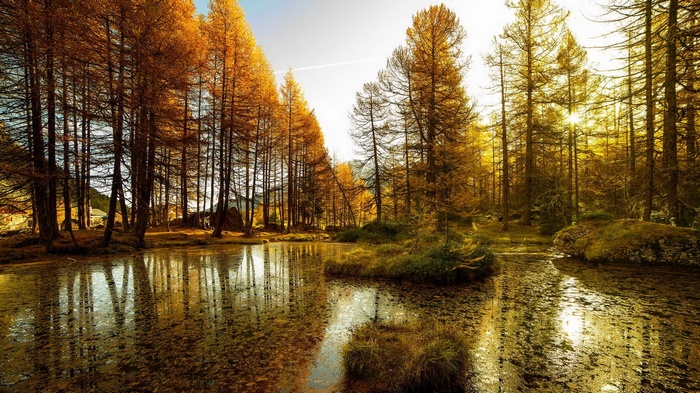 Autumn forest with a reflective pond