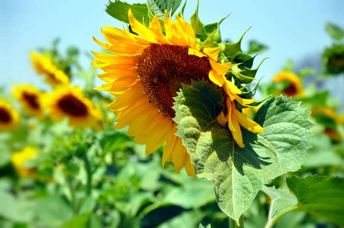 Sunflower field in yellow 4K