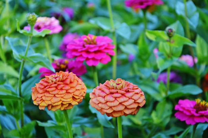 Orange and pink zinnias in a garden