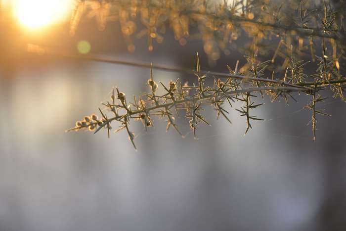 Close up of thorny plant branch at sunset