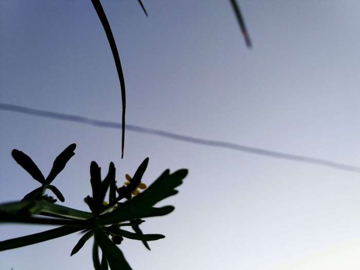 Silhouette of plant with small yellow flowers against blue sky