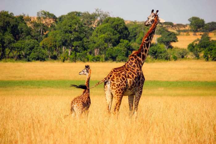 Mother and Baby Giraffe in African Meadow
