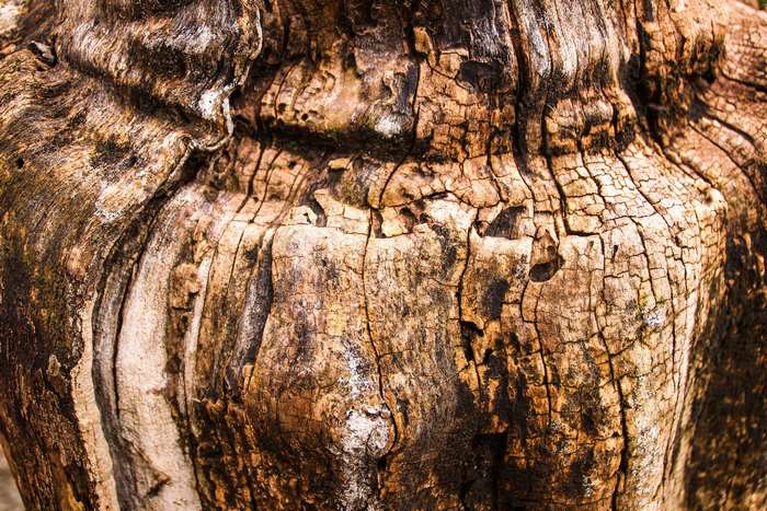 Close-up of an old, textured tree trunk
