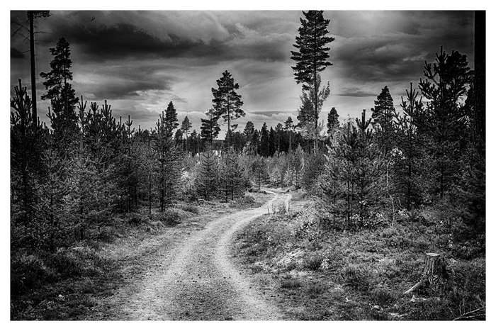 Black and white forest road with dramatic sky