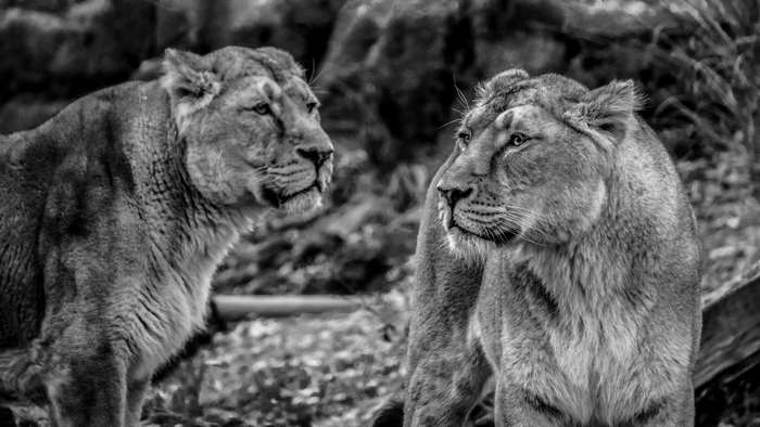 Two lionesses in black and white