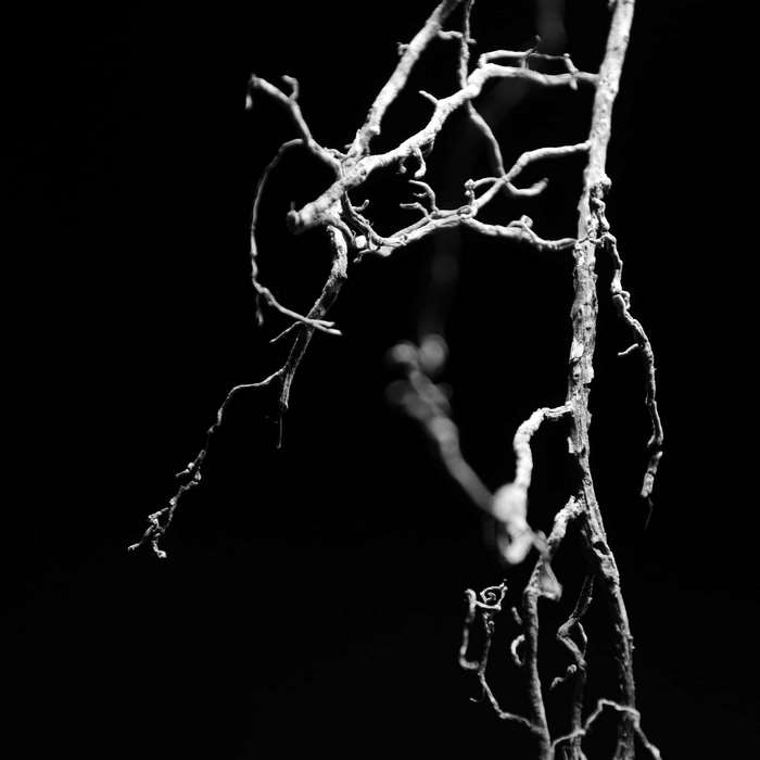 Abstract black and white image of tangled roots