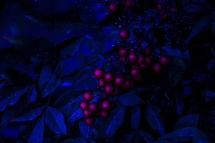 Dark blue leaves with red berries
