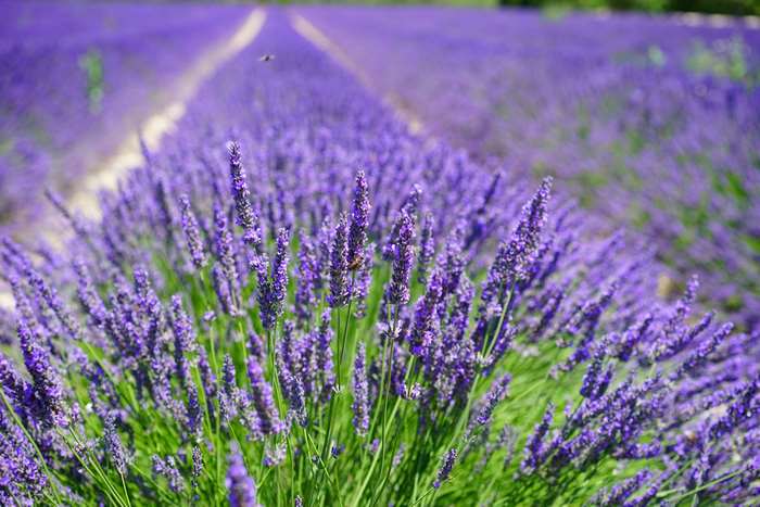 Lavender field in bloom