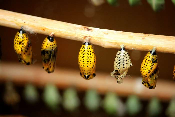 Yellow butterfly cocoons hanging on a branch