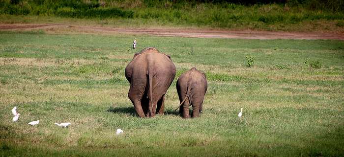 Two elephants and birds in a grassy field
