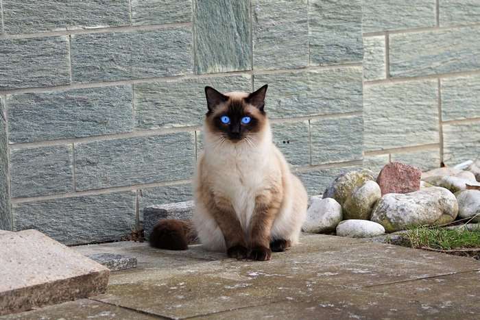 Siamese Cat with Striking Blue Eyes Sitting Outdoors