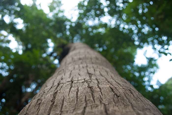 Looking up a tree trunk with bokeh leaves