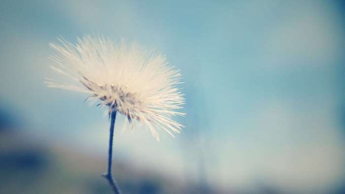 Macro photo of a dandelion seed head