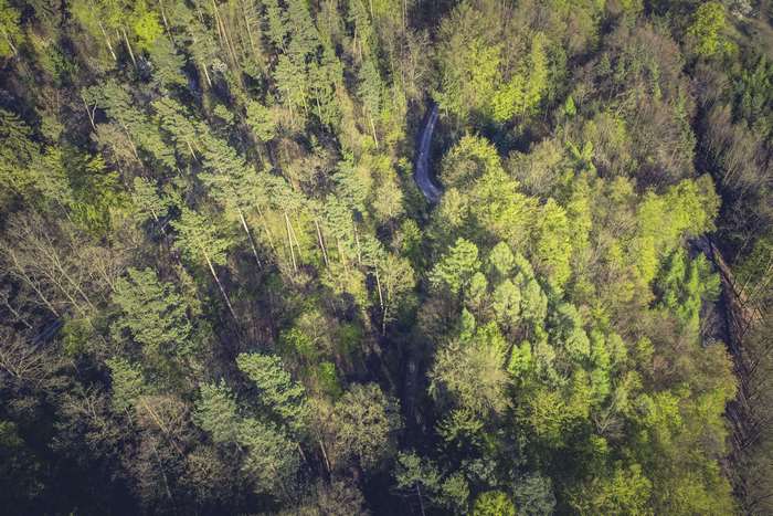 Aerial view of a winding road through a dense forest