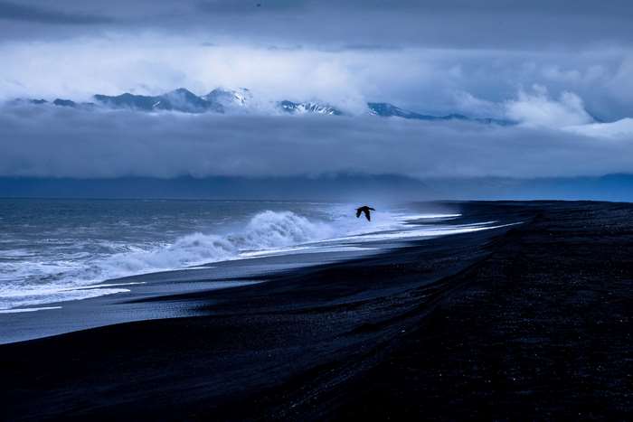 Bird flying over black sand beach with waves and mountains