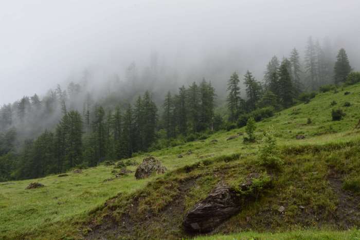 Misty forest landscape with green hills and rocks