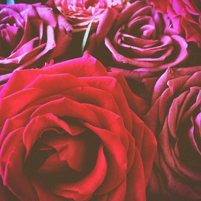 Close-up of red and pink roses