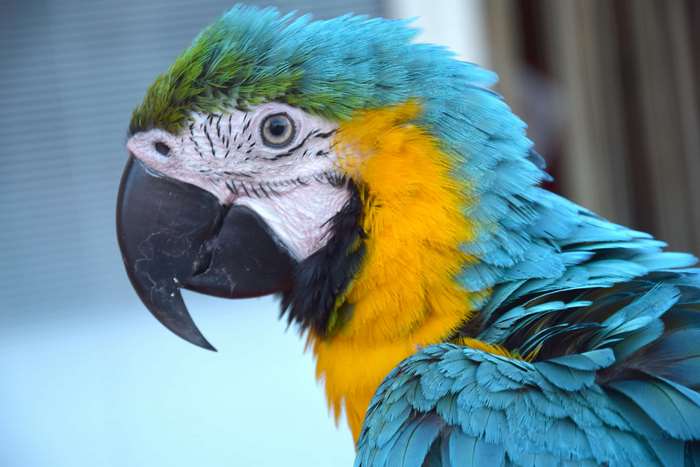 Close-up profile of a blue and yellow macaw parrot