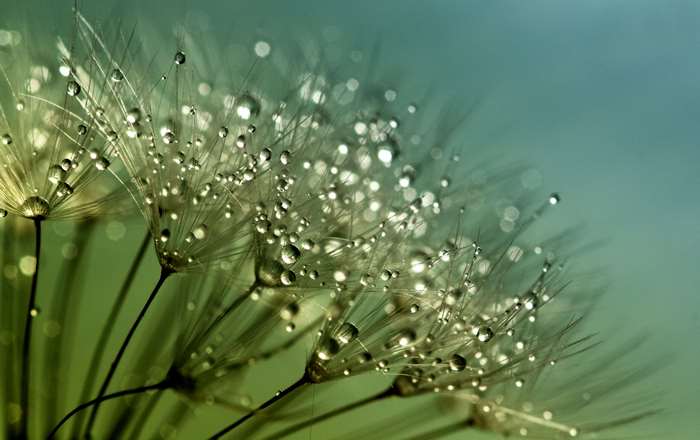 Dandelion seeds with dewdrops
