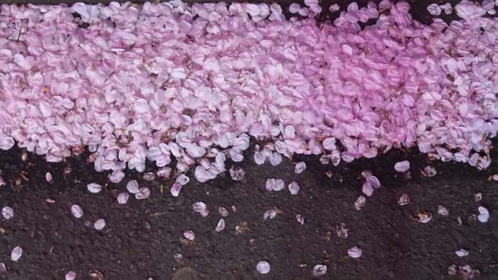 Pink cherry blossom petals on dark ground