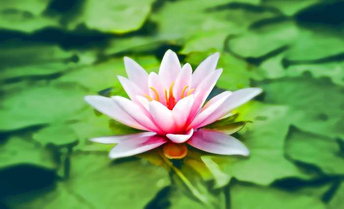 Pink Lotus Flower Blooming in Pond 4K