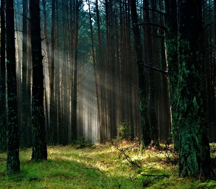Sunlight filtering through a dense forest with green grass