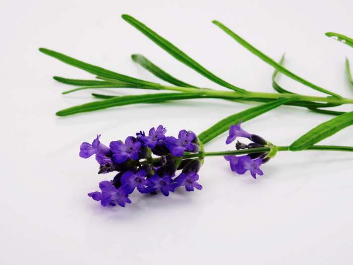 Delicate Purple Lavender Flower with Green Stem