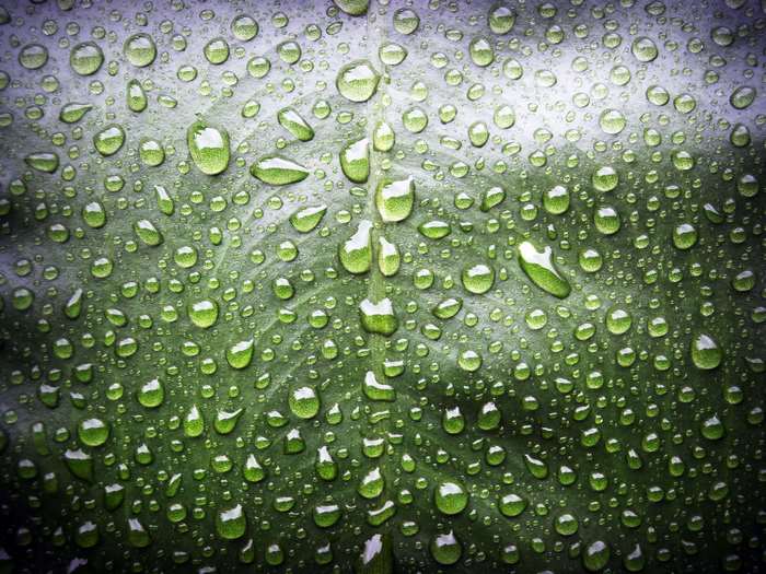 Close-up of water droplets on a green leaf