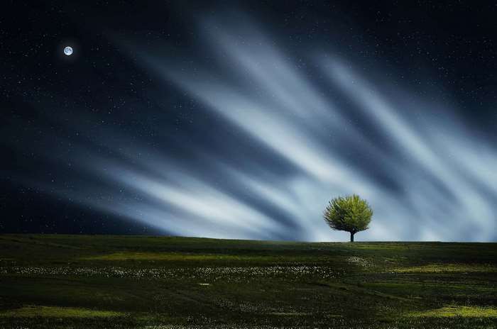 Lone tree under a starry night sky with moon