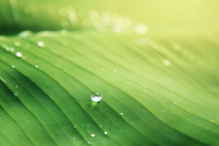 Close-up of a dewdrop on a green banana leaf