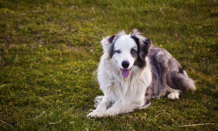 Blue merle Australian Shepherd dog with blue eyes lying on grass