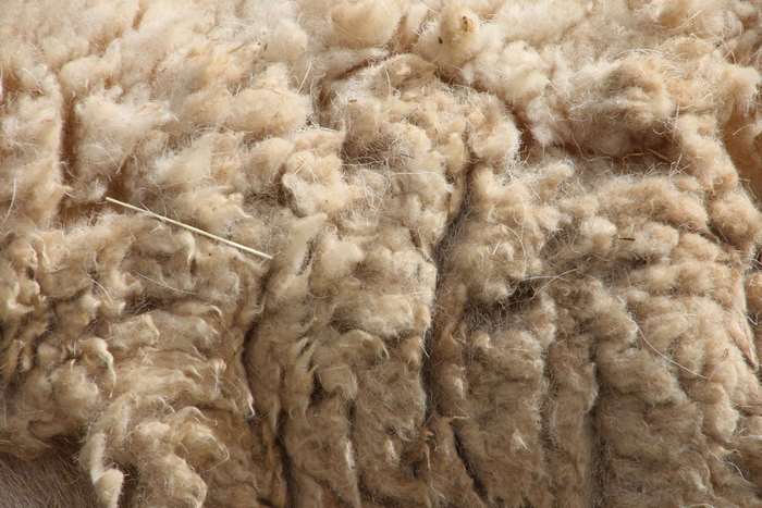 Close-up of dirty sheep wool texture