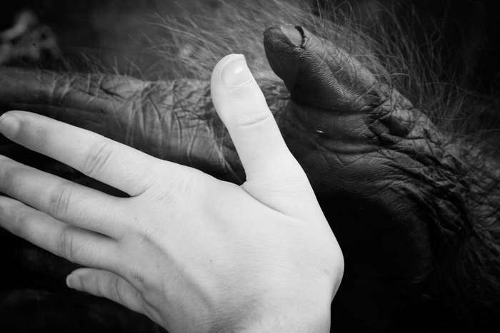 Human hand touching ape hand in black and white
