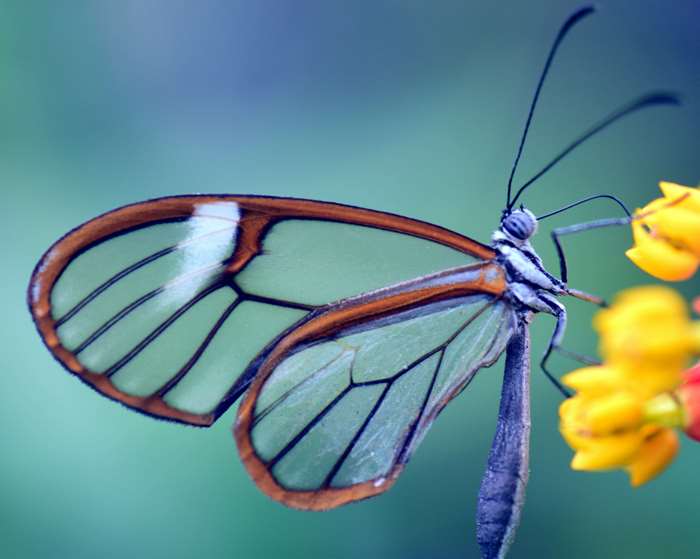 Greta Oto Glasswing Butterfly on Yellow Flowers 4K