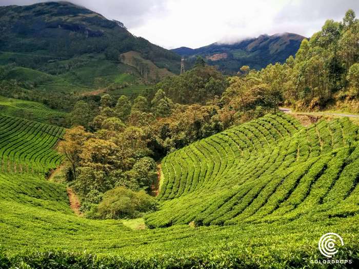 Tea estate in Munnar, Kerala, India