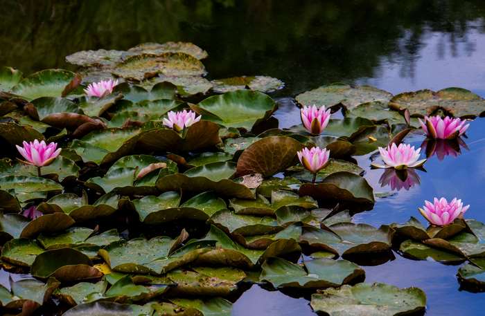 Pink water lilies floating on a pond